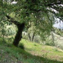 Vasia Liguria