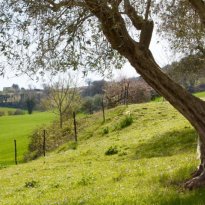 Arcevia Le Marche
